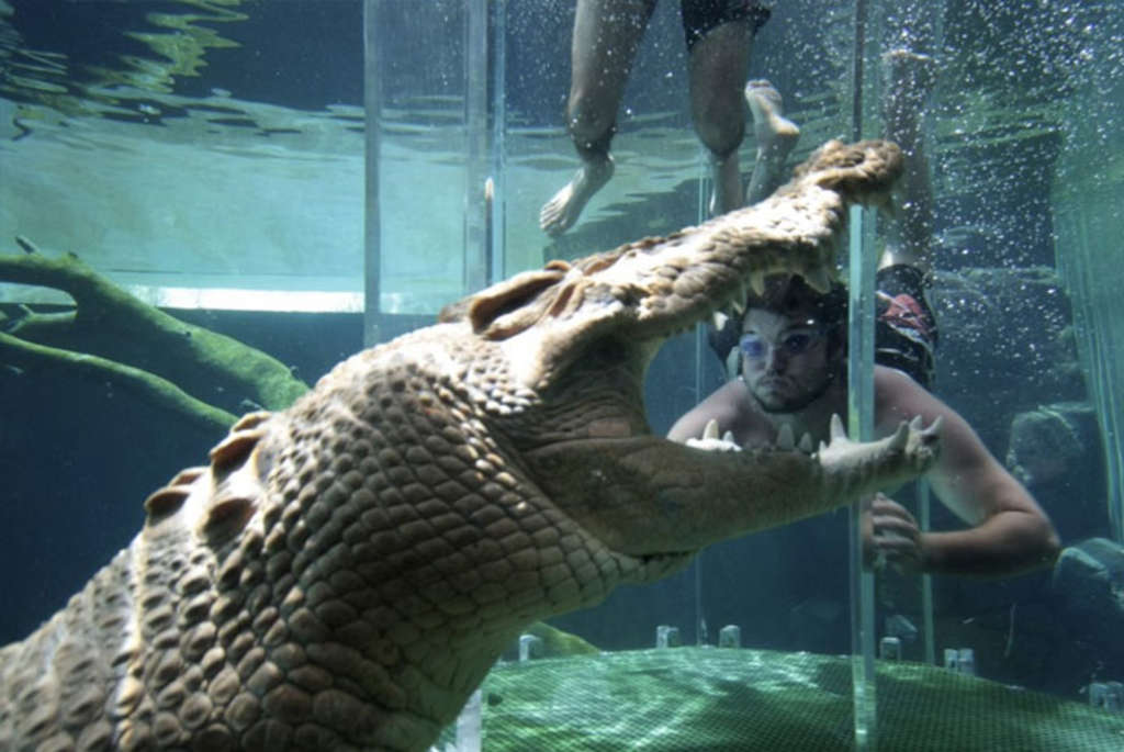 Du khách bị cá sấu ngoạm đầu và diễn biến bất ngờ sau đó