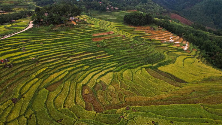 Uống ly cà phê, thảnh thơi ngắm mùa vàng Pù Luông - 1