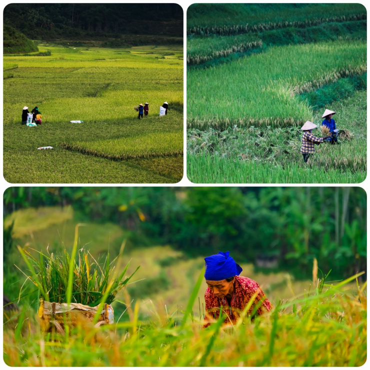 Uống ly cà phê, thảnh thơi ngắm mùa vàng Pù Luông - 8