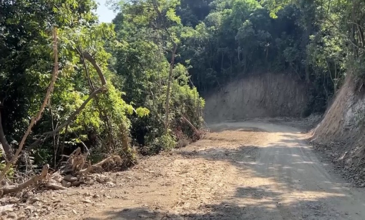 Xác minh vụ phá rừng tự nhiên để mở đường ở Quảng Ngãi - 2