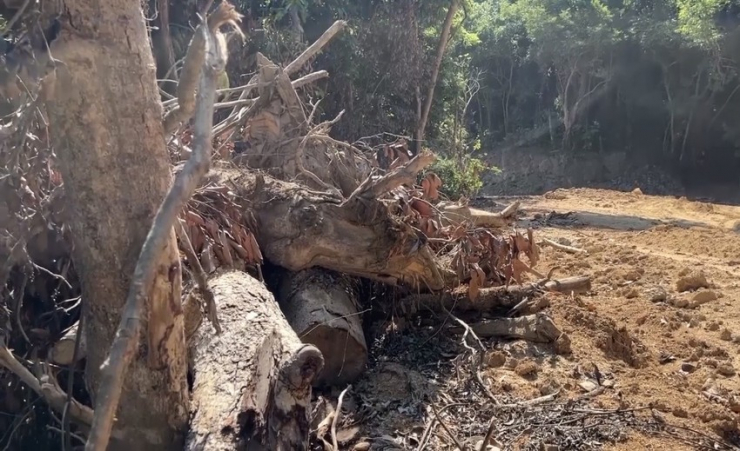 Xác minh vụ phá rừng tự nhiên để mở đường ở Quảng Ngãi - 4