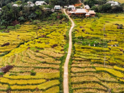 Du lịch - Uống ly cà phê, thảnh thơi ngắm mùa vàng Pù Luông