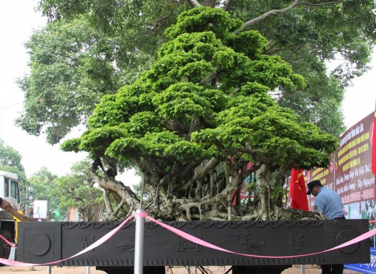 Cây sanh cổ hàng trăm năm tuổi được chủ nhân lần đầu tiên đưa ra triển lãm thu hút sự chú ý của người dân và giới chơi cây.