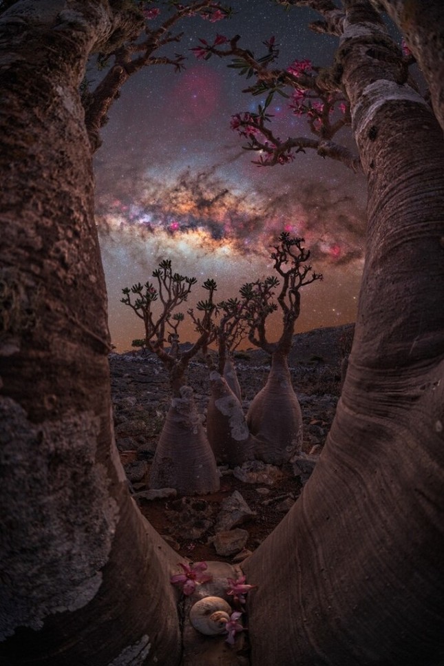 Bức ảnh: "Cánh cổng cây chai" chụp tại Socotra, Yemen. Tác giả Benjamin Barakat chia sẻ: Những đêm trên hòn đảo huyền bí Socotra thật khó quên, đặc biệt là dưới sự bao bọc của những cái cây đẹp và trông kỳ lạ nhất mà tôi từng thấy. Những thân cây xương xẩu và vặn vẹo của chúng dường như đang kể những câu chuyện về thời cổ đại trong khi những bông hoa màu hồng nở rộ càng tô điểm thêm vẻ đẹp thanh tao. Tuy nhiên, điều thực sự khiến tôi nghẹt thở là bóng tối. Cứ như thể ai đó đã bật công tắc và tắt tất cả đèn trên thế giới. Những ngôi sao tỏa sáng rực rỡ đến nỗi tôi có cảm giác như mình có thể chạm vào chúng. Đường chân trời tối đến nỗi trông giống như thiên đỉnh.