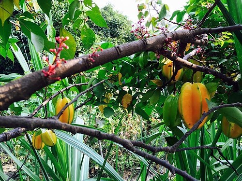 &#34;Người đẹp Tây Đô&#34; Việt Trinh gây ngỡ ngàng trước nhan sắc tuổi 50, lui về ở ẩn trong căn nhà đậm dấu ấn Phật giáo - 15