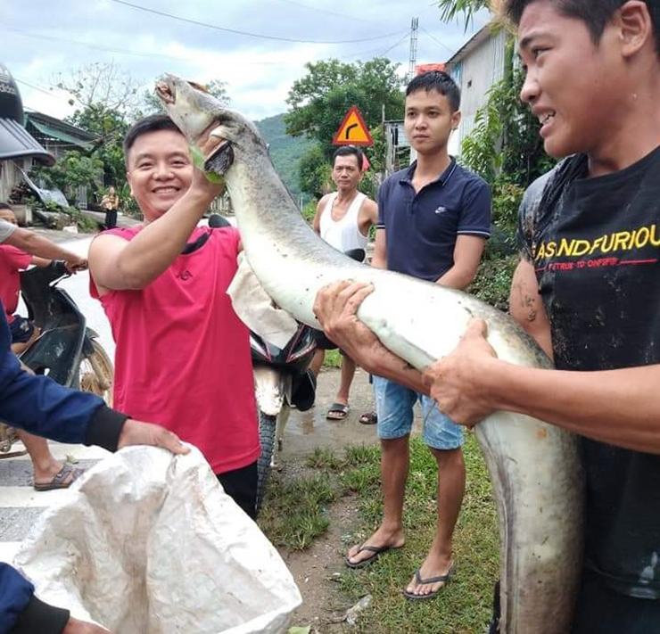 Loài cá này thường sống trong các hang, ngách nơi dòng nước chảy. Tuy nhiên, hiện cá lệch trên các sông suối khá hiếm, nên giá bán cao
