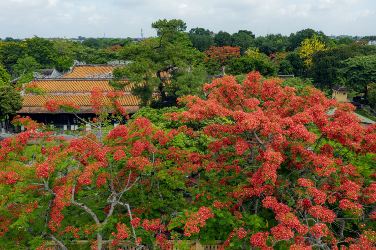 Hoa phượng đỏ rực trong Tử Cấm thành - Hoàng cung Huế