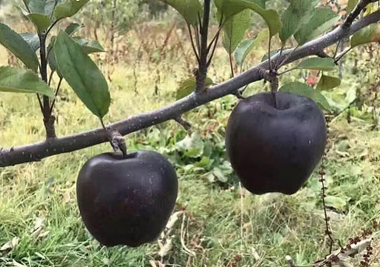 Loại táo &#34;kim cương đen&#34; cực đắt đỏ vì lý do đặc biệt này - 1