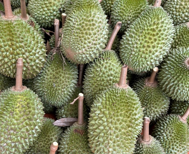 Sầu riêng Musang King đang có giá thấp chưa từng có, hàng xấu mã mua tại vườn chỉ từ 100.000 đồng/kg.