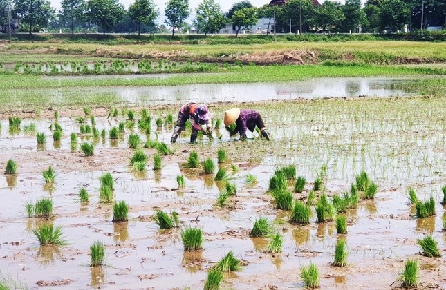 Nông dân thở phào bước vào vụ Hè Thu vì giá phân bón bắt đầu giảm mạnh.