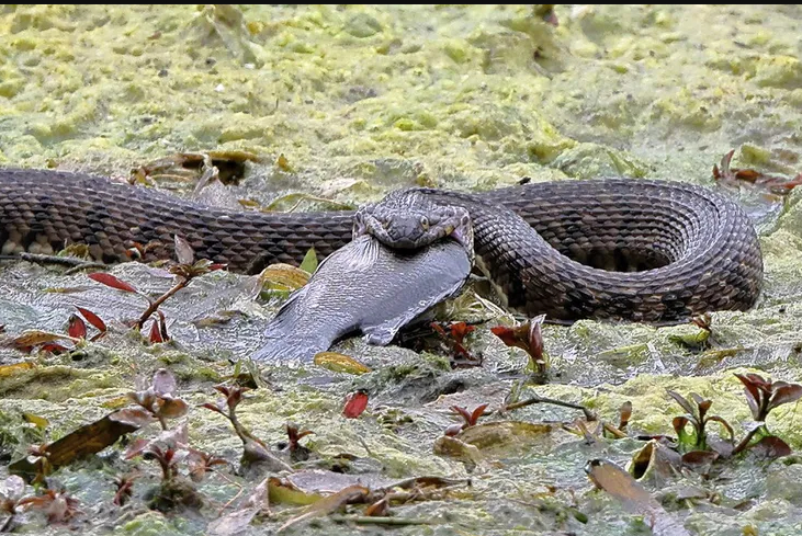 Con rắn há miệng nuốt chửng con cá lớn.