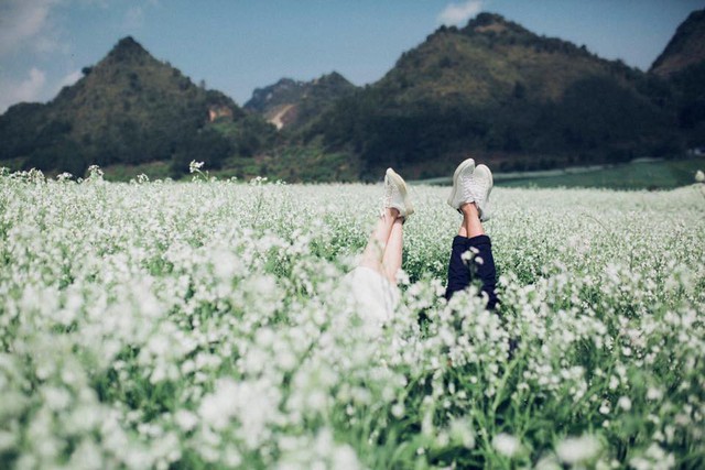 Mộc Châu Sơn La nổi tiếng với những vườn hoa cải trắng nở trắng xóa như một tấm thảm khổng lồ (Ảnh:St)