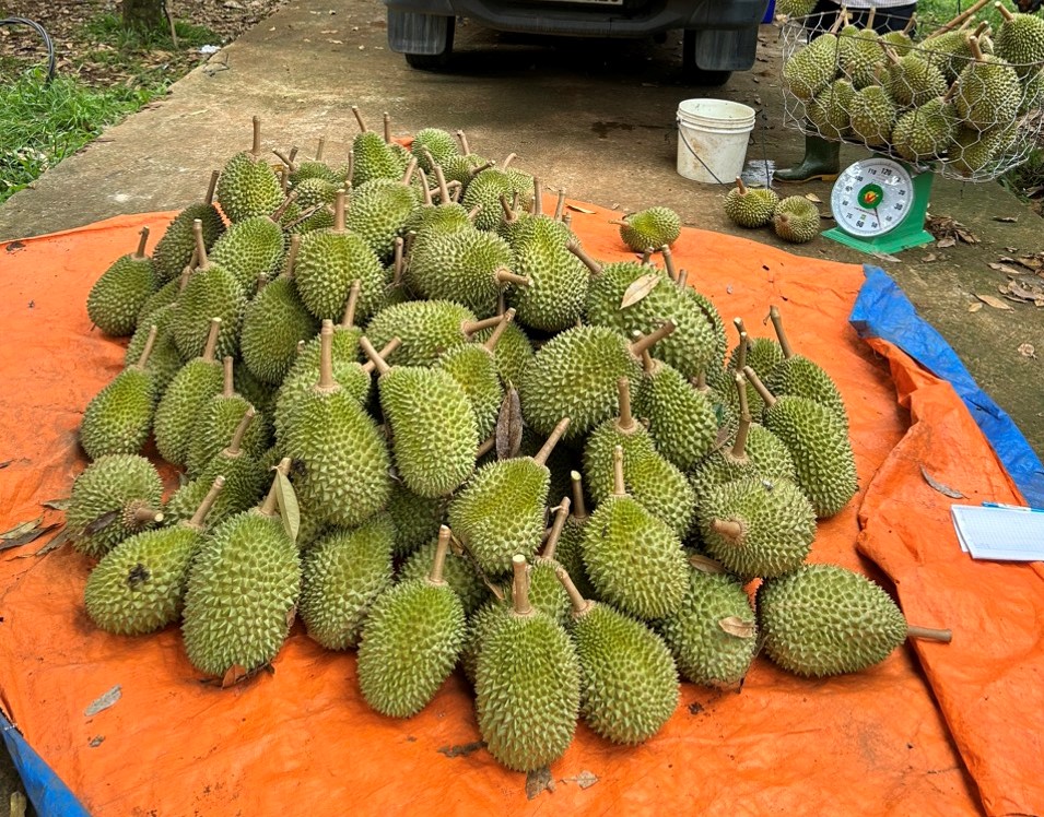 Sầu riêng Musang King đang có giá thấp chưa từng có, hàng xấu mã mua tại vườn chỉ từ 100.000 đồng/kg.