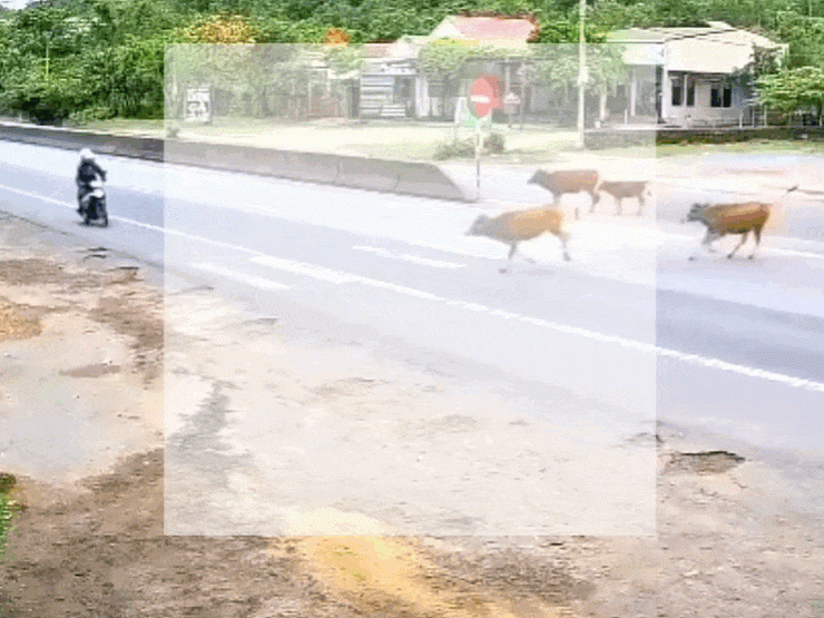 Clip: Tông vào bò chạy qua đường, lái xe máy gặp nạn đáng sợ - 1