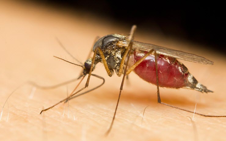 Các nhà khoa học ở Israel đã tìm ra một chất chống muỗi đốt mới.