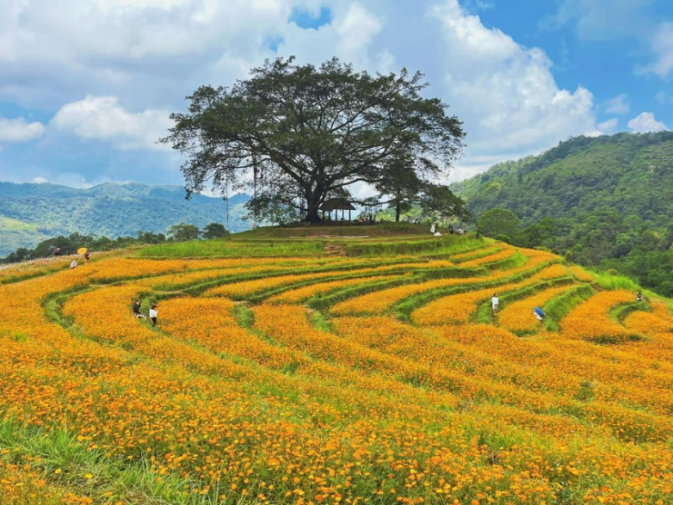 Vẻ đẹp thơ mộng của đồi hoa tại xóm Mừng thu hút du khách đến chụp ảnh. Ảnh: Lili Phạm.