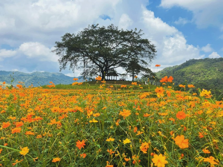 Nếu may mắn du khách có thể bắt gặp được cả mây. Ảnh: Lili Phạm.