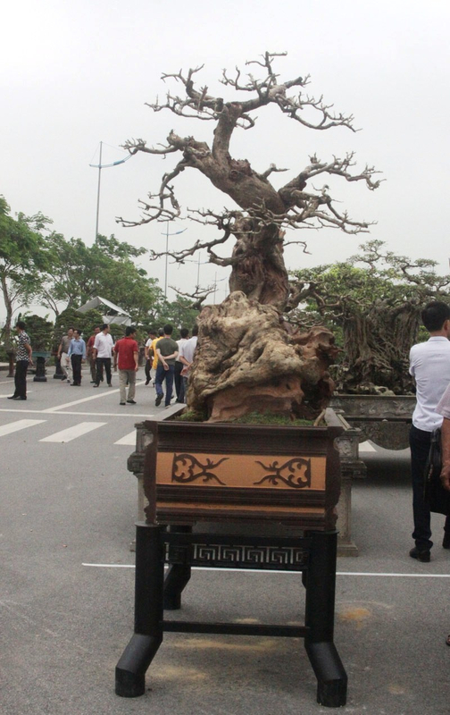 Cây gỗ trắc trăm năm tuổi "nửa sống nửa chết" được trả tới tiền tỷ khiến người xem không khỏi tò mò, kinh ngạc. Ảnh: Vietnamnet