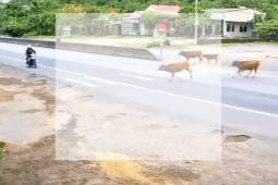 Clip: Tông vào bò chạy qua đường, lái xe máy gặp nạn đáng sợ