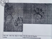 Tin tức trong ngày - Tin tức 24h qua: Chuyên gia phân tích về dấu chân nghi là hổ ở Sơn La
