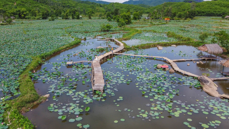 Nằm giữa hệ thống rừng phòng hộ rộng 4.400ha, đầm sen Trà Lý - Đồng Lớn thuộc thôn Chánh Lộc, xã Duy Sơn, huyện Duy Xuyên (tỉnh Quảng Nam).