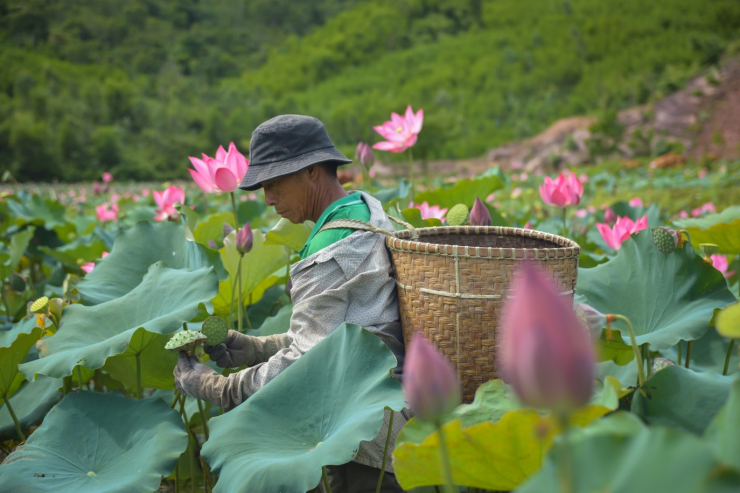 Theo thống kê của UBND xã Duy Sơn, nếu sen được mùa, sau khi trừ chi phí thì người trồng sen thu về trung bình 100 triệu/ha/vụ.