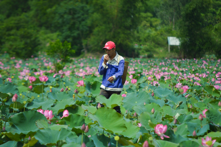 Tính cả toàn xã Duy Sơn, diện tích trồng sen đạt đến 45ha. Nhiều nông dân tại đây đã chuyển đổi diện tích trồng lúa sang trồng sen từ nhiều năm nay.