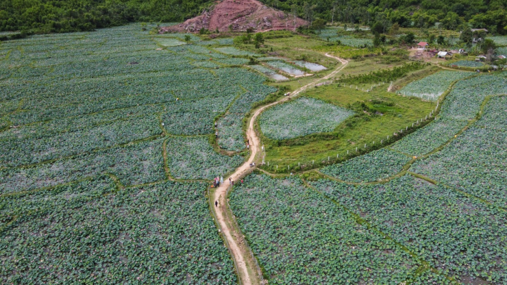 Trong tương lai gần, chính quyền địa phương định hướng phát triển vùng sen Trà Lý – Đồng Lớn được quy hoạch thành khu du lịch sinh thái, kết hợp Thủy điện Duy Sơn, Di tích Khu ủy Quảng Đà, Hồ Phú Lộc, thánh địa Mỹ Sơn… thành không gian du lịch của huyện Duy Xuyên.