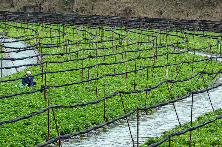 Nơi duy nhất có wasabi mọc tự nhiên là dọc theo các bờ suối tại Nhật Bản. Những khu vực này có điều kiện sinh trường đặc biệt. Ảnh: Japan Cheapo