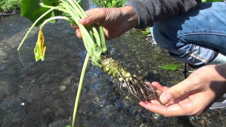 Wasabi cần nguồn nước suối chảy đều đặn. Chúng ưa khu vực râm mát, đất đá, sỏi và chỉ chịu được nhiệt độ trong khoảng từ 8 - 20 độ C quanh năm. Ảnh: Japan Cheapo