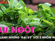 Ẩm thực - Rau ngót cực lành nhưng 3 nhóm người này muốn sống khỏe mạnh tuyệt đối không nên sử dụng