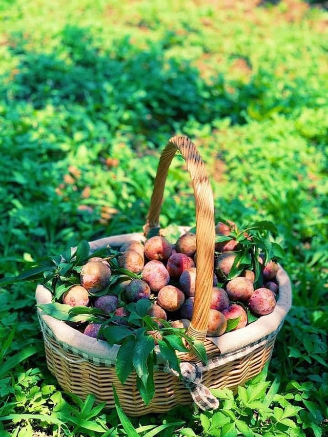 Nếu còn băn khoăn chưa biết mua gì làm quà, một giỏ mận chín đỏ sẽ là món quà vô cùng lý tưởng với người thân của bạn đấy nhé.