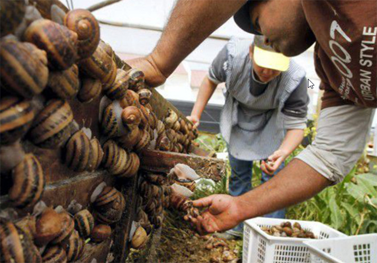 Ngoài ra còn có ốc sên nướng, chiên..., đều là những món ăn khoái khẩu, đặc biệt dân nhậu cực mê
