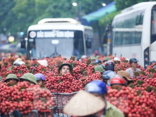 Hàng trăm xe nối đuôi chờ 'ngã giá' thu mua ở thủ phủ vải thiều