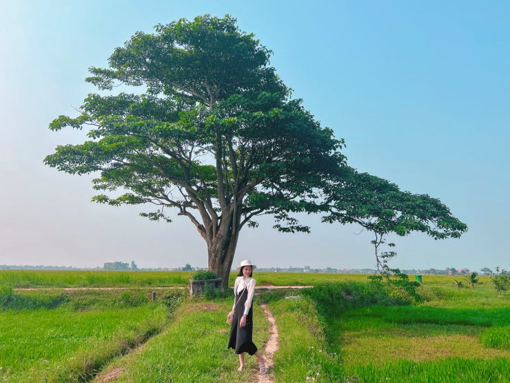 Cây cô đơn trong phim Mắt Biếc ở xã Quảng Phú, huyện Quảng Điền.