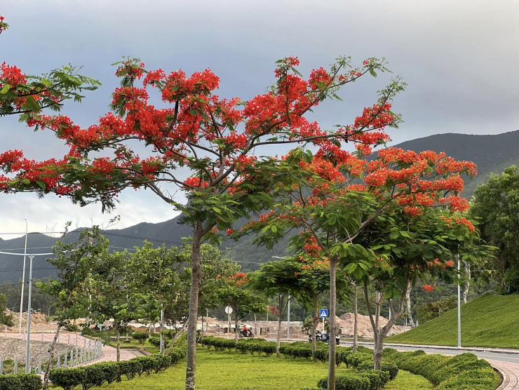 Mùa hè, hoa phượng nở đỏ rực các con đường.