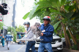 TPHCM: Đội săn bắt chó thả rông bắt được gần chục con chỉ sau vài tiếng