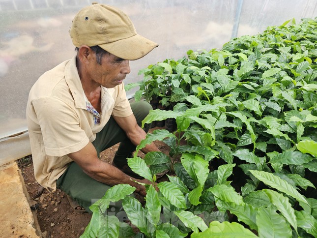 Ông Y Sư chọn mua cây giống.