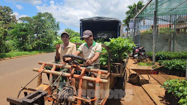 Ông Y Sư (bên phải) cùng cháu đi xe công nông lên thành phố mua giống cà phê.