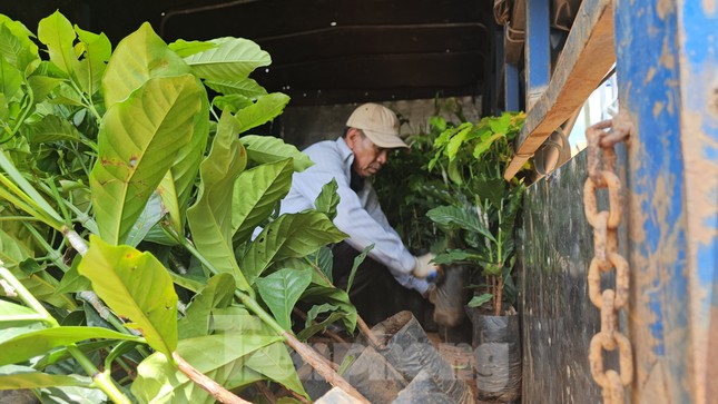 Mùa này, người dân tái canh cà phê rất mạnh.