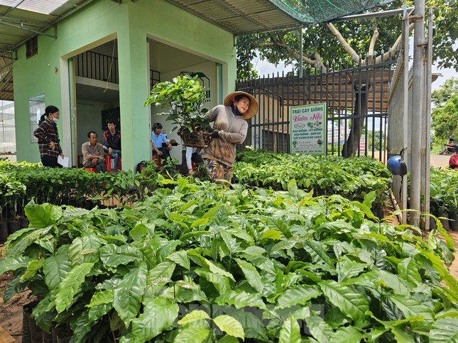 Người dân đi mua cây giống.