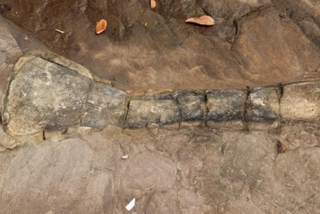 Quốc gia giáp Việt Nam lần đầu tiên phát hiện hóa thạch khủng long