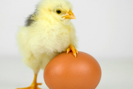 Giới khoa học tìm ra lời giải cho câu hỏi “Con gà có trước hay quả trứng có trước?”