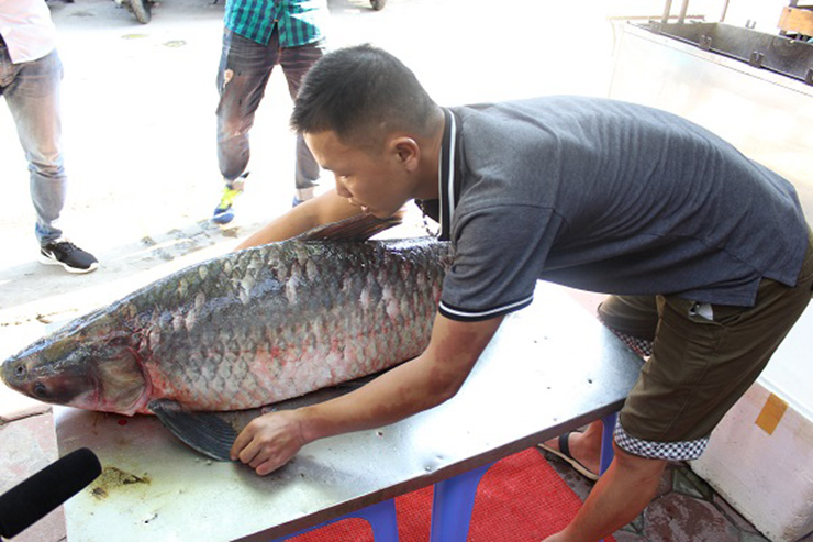 Bình thường cá trắm đen loại to có trọng lượng vào khoảng 10-20kg, loại trên 40kg như thế này rất hiếm
