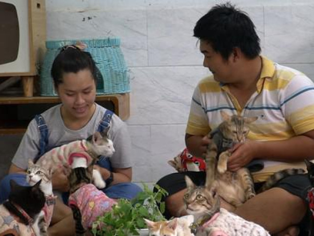 Đôi bạn trẻ ‘biến’ công ty thành vườn mèo hạnh phúc