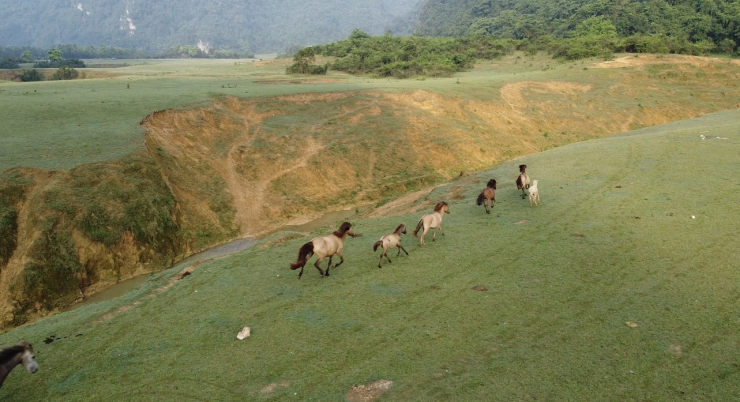 ‘Lạc bước’ ở thảo nguyên xanh bao la giữa lòng xứ Lạng - 3