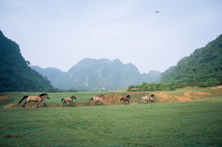 Đàn ngựa chạy trên thảo nguyên.