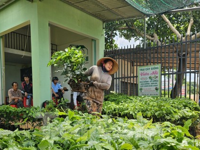 Giá cà phê tăng vọt, cây giống ‘cháy hàng' ở Đắk Lắk