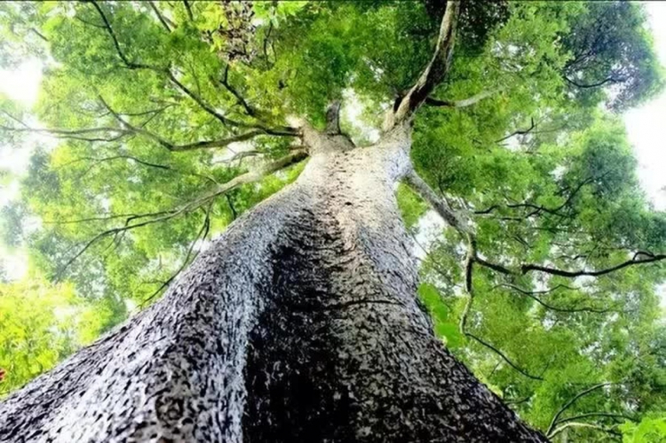 Điều ít biết về cây gỗ gần 9.000 tỷ không ai dám trồng
