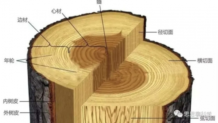 Điều ít biết về cây gỗ gần 9.000 tỷ không ai dám trồng